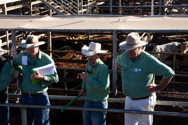 Roma Queensland Australia July 2019 Auctioneers Selling Pens Beef Cattle — стокове фото