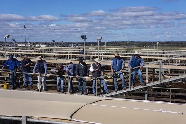 Roma Queensland Australia July 2019 Auctioneers Selling Pens Beef Cattle — Stockfoto