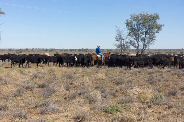 Barcaldine Queensland Australia Julio 2019 Drover Caballo Paseando Ganado Largo Fotos De Stock