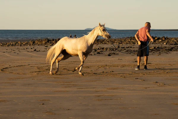 Mackay Queensland Australia May 2022 Άνθρωπος Εκπαιδεύει Άλογό Του Στην — Φωτογραφία Αρχείου