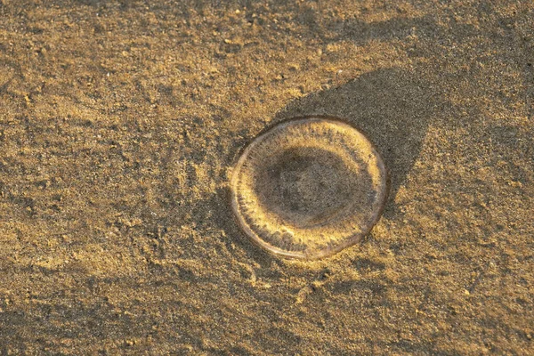 Clear Jelly Sand Snail Egg Sac Tropical Beach Mackay Queensland — Stock Photo, Image