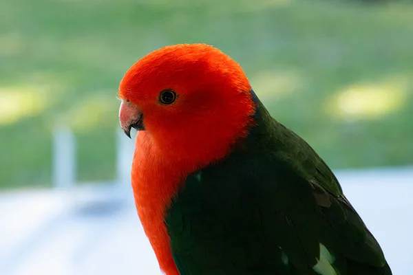 Closeup Rei Australiano Selvagem Papagaios Alisterus Scapularis Contra Fundo Verde — Fotografia de Stock