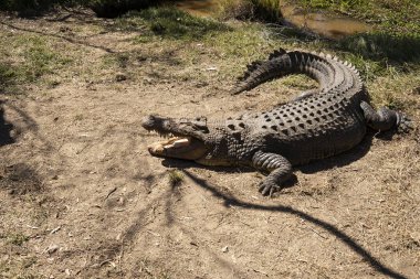 Large crocodile resting on a riverbank in North Queensland, Australia.