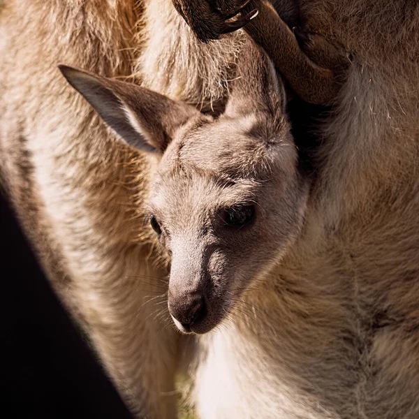Baby Wallaby Kangaroo Joey His Mothers Pouch Looking Out World — Fotografia de Stock
