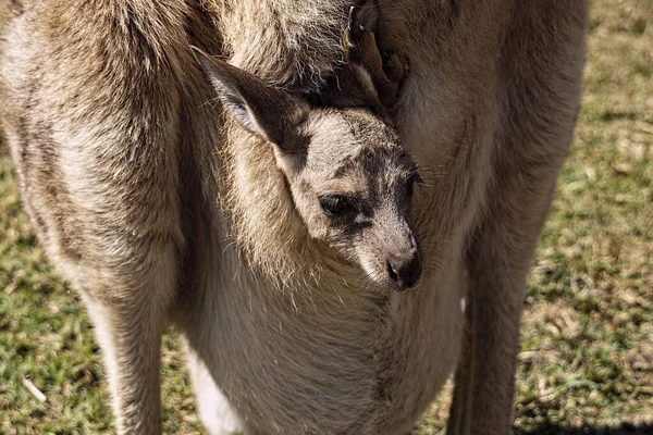 Baby Wallaby Kangaroo Joey His Mothers Pouch Looking Out World — Fotografia de Stock