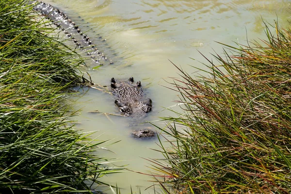Large Crocodile Swimming Riverbank North Queensland Australia — Foto de Stock