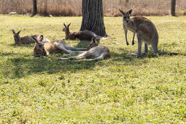 Mob Kangaroos Resting Shade Tree —  Fotos de Stock