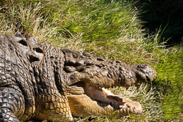 Close Head Large Crocodile Resting Riverbank North Queensland Australia — Foto de Stock