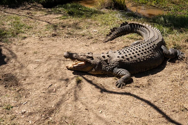 Large crocodile resting on a riverbank in North Queensland, Australia.