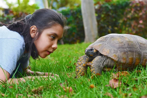 Latin çocuk parkta büyük bir kaplumbağayla oynuyor..