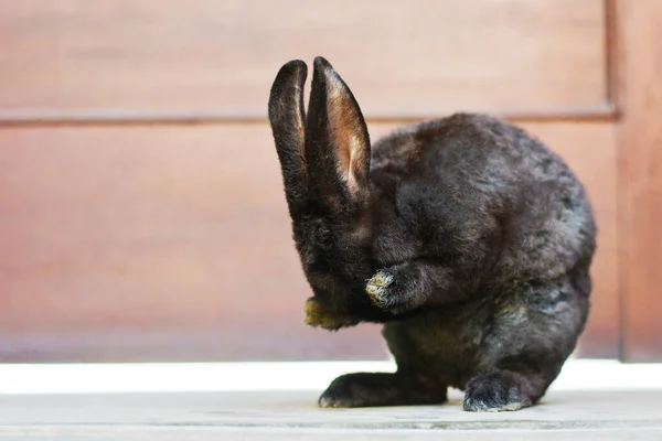 Siyah yavru tavşan pençeleriyle gözlerini kapatıyor..
