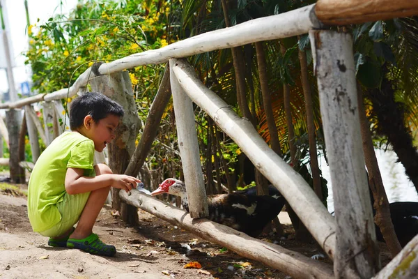 Parkta ördekle oynayan küçük bir çocuk..