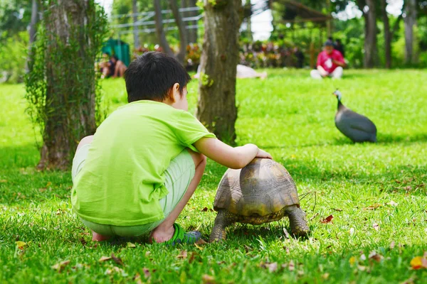 Latin çocuk parkta büyük bir kaplumbağayla oynuyor..