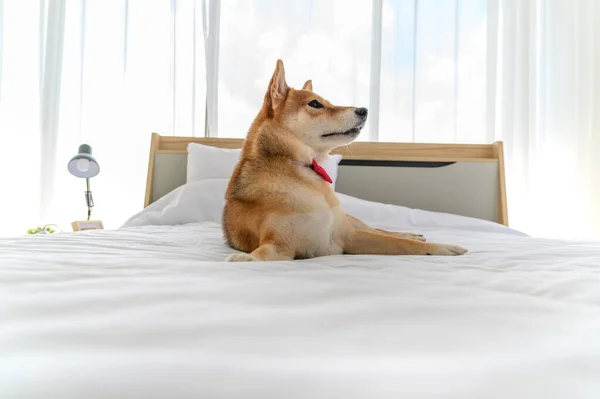 Shiba Inu Perro Japonés Con Corbata Roja Cama Dormitorio Concepto — Foto de Stock