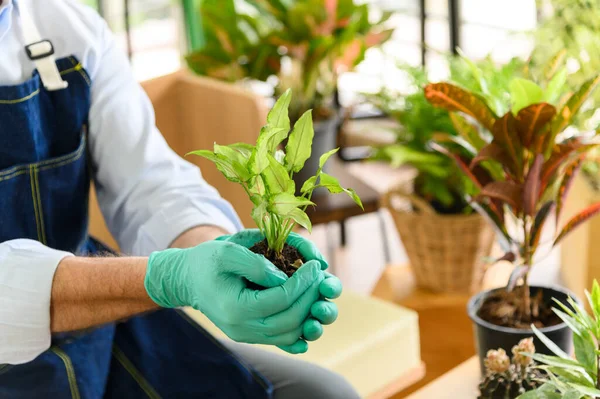 Close Para Jardineiro Homem Sênior Segurando Uma Planta Cultivada Sementes — Fotografia de Stock