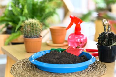 Plastik tepside toprak ve ahşap masada küçük bitkiler olan bahçe aletleri. Ev konseptine hobi ekme