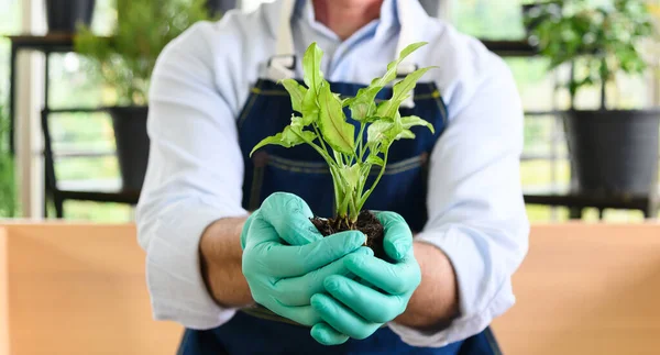 Jardineiro Homem Sênior Segurando Uma Planta Cultivada Sementes Fresca Com — Fotografia de Stock