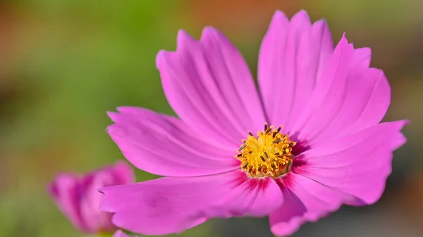 Όμορφο Ροζ Λουλούδι Σύμπαν Cosmos Bipinnatus Ανθίζει Στο Φυσικό Πάρκο — Φωτογραφία Αρχείου