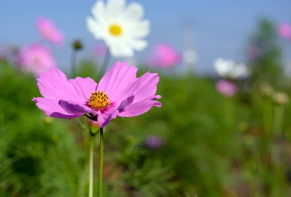 Όμορφο Ροζ Λουλούδι Σύμπαν Cosmos Bipinnatus Ανθίζει Στο Φυσικό Πάρκο — Φωτογραφία Αρχείου