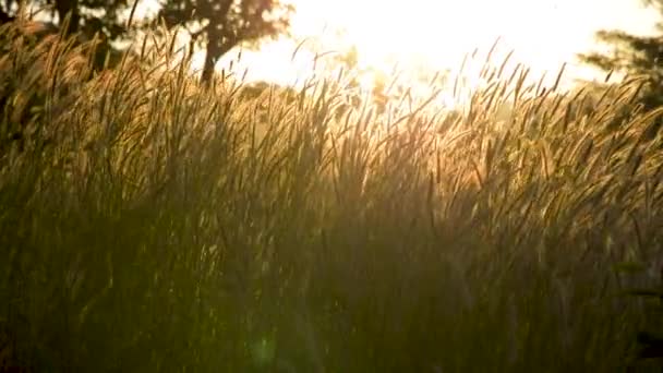 Kwiaty Trawy Lub Pennisetum Wieje Wiatr Porannym Słońcem Tle Zewnątrz — Wideo stockowe