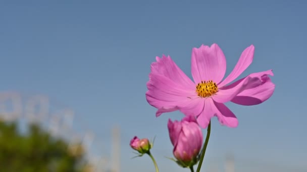 Landschap Van Prachtige Kosmos Bloem Bloeien Natuur Tuin Met Wind — Stockvideo