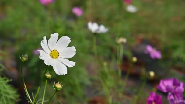 Doğa Bahçesinde Açan Güzel Kozmos Çiçeğinin Doğası Esintilidir — Stok video