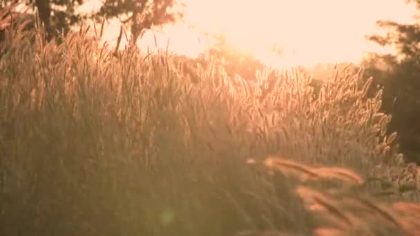Квіти Трави Або Єдестал Дме Вітром Ранковим Сонячним Світлом Фоні — стокове відео