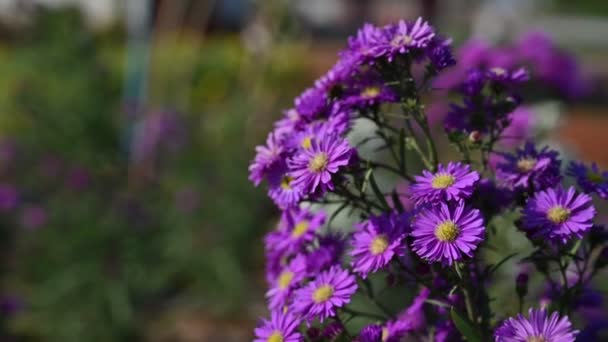 マイケルマス デイジー Aster Amellus の紫色の花 アスター アルピナス アスタリスク バイオレットは 花粉や蜜を集める蜂と夏に庭で成長します — ストック動画