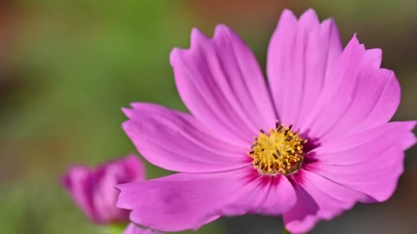 風の性質を持つ自然の庭に咲く美しいピンクのコスモスの花のクローズアップ — ストック動画