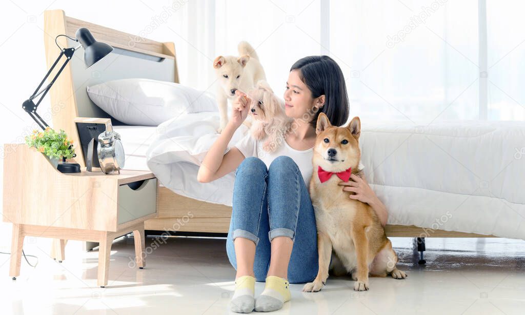 Young Asian woman relaxing and playing with three dogs (brown shiba inu, white shiba puppy and white maltese) in bedroom at home, Cheerful and nice couple with people and pet. Pet Lover concept