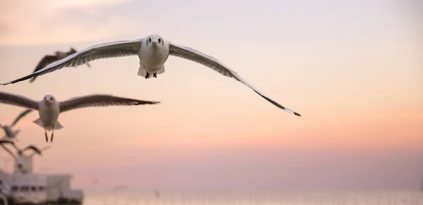 Seagulls Flying Sea Beautiful Sunset Time Twilight Scene — Stock Photo, Image