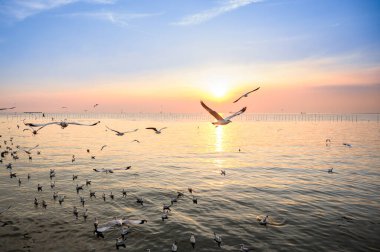 Güzel günbatımında, alacakaranlık sahnesiyle denizin üzerinde uçan martılar.