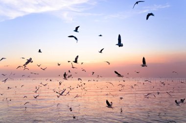 Güzel günbatımında, alacakaranlık sahnesiyle denizin üzerinde uçan martılar.