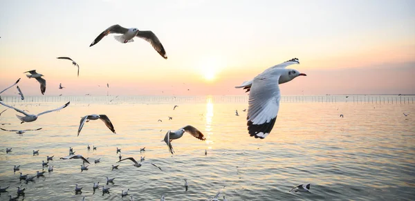 Güzel günbatımında, alacakaranlık sahnesiyle denizin üzerinde uçan martılar.