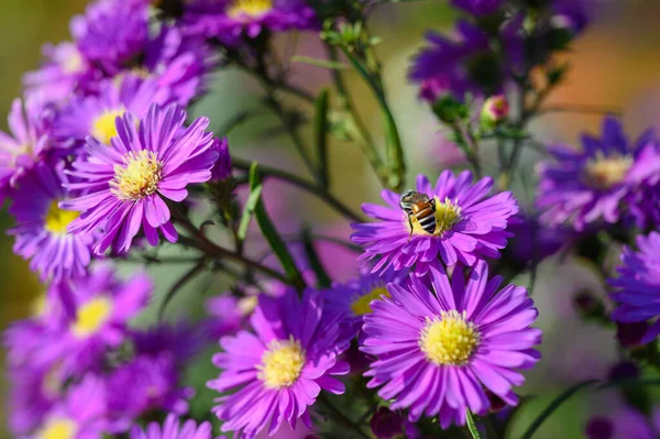 Purple Flowers Michaelmas Daisy Aster Amellus Aster Alpinus Asteraceae Violet — Stock Photo, Image