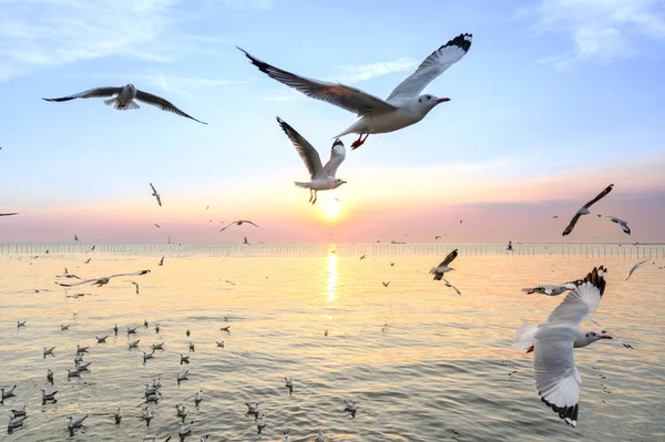 Güzel günbatımında, alacakaranlık sahnesiyle denizin üzerinde uçan martılar.