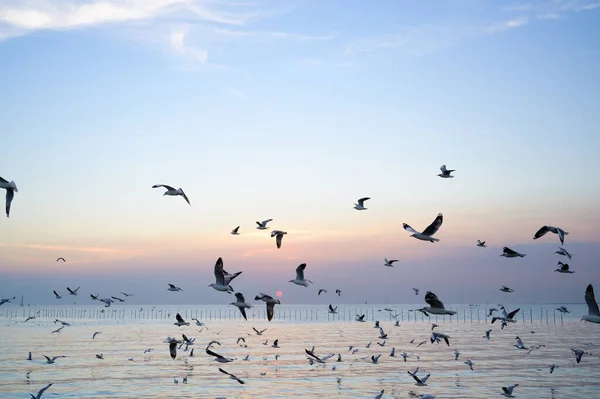 Möwen Fliegen Über Dem Meer Bei Schönem Sonnenuntergang Mit Einer — Stockfoto