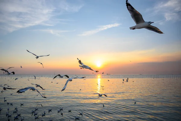Güzel günbatımında, alacakaranlık sahnesiyle denizin üzerinde uçan martılar.