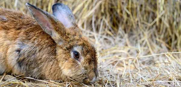 Cute Brown Rabbit Bunny Domestic Pet Straw Rabbit Farm — Stockfoto