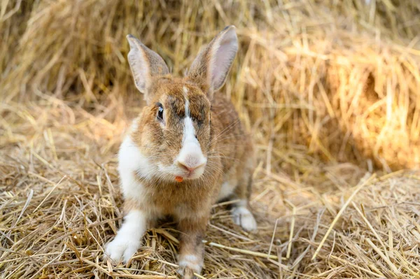 Carino Coniglio Coniglio Domestico Animale Domestico Paglia Allevamento Conigli — Foto Stock