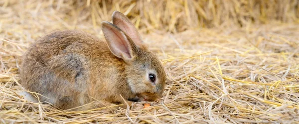 Cute Brown Rabbit Bunny Domestic Pet Straw Rabbit Farm — Fotografia de Stock