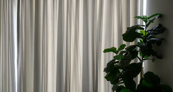 Ficus lyrata near through sheer window curtain. Stylish modern floral home decor in minimal style. Background interior design