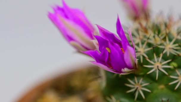 Часових Падінь Mammillaria Schumannii Cactus Квітка Цвіте Білому Тлі Заткніть — стокове відео