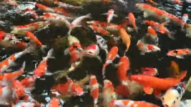Group of koi carps (Cyprinus carpio) fishes are swimming and find eating food in the pond very joyfully