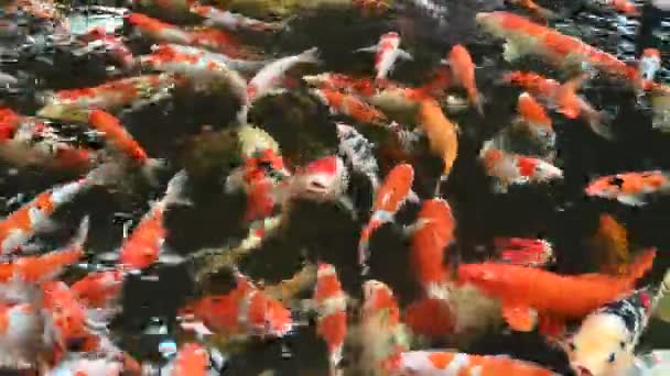Group Koi Carps Cyprinus Carpio Fishes Swimming Find Eating Food — Stock video