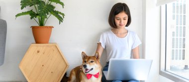 Güzel, genç Asyalı bir kadın oturma odasında Shiba Inu Japon köpeğiyle birlikte çalışıyor, neşeli ve insanlarla ve evcil hayvanlarıyla.