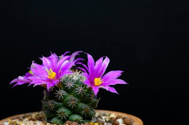 Mammillaria Schumannii kaktüs pembe çiçeği siyah arka planda çiçek açar.