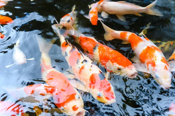 Tampilan Utama Ikan Mas Kelompok Ikan Mas Koi Berenang Kolam — Stok Foto