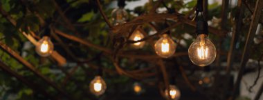 Bahçe dekorasyonu için üzüm ağacından sarkan klasik ampul.