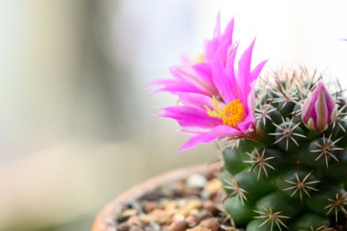 Mammillaria Schumannii kaktüsü pembe çiçek açar.